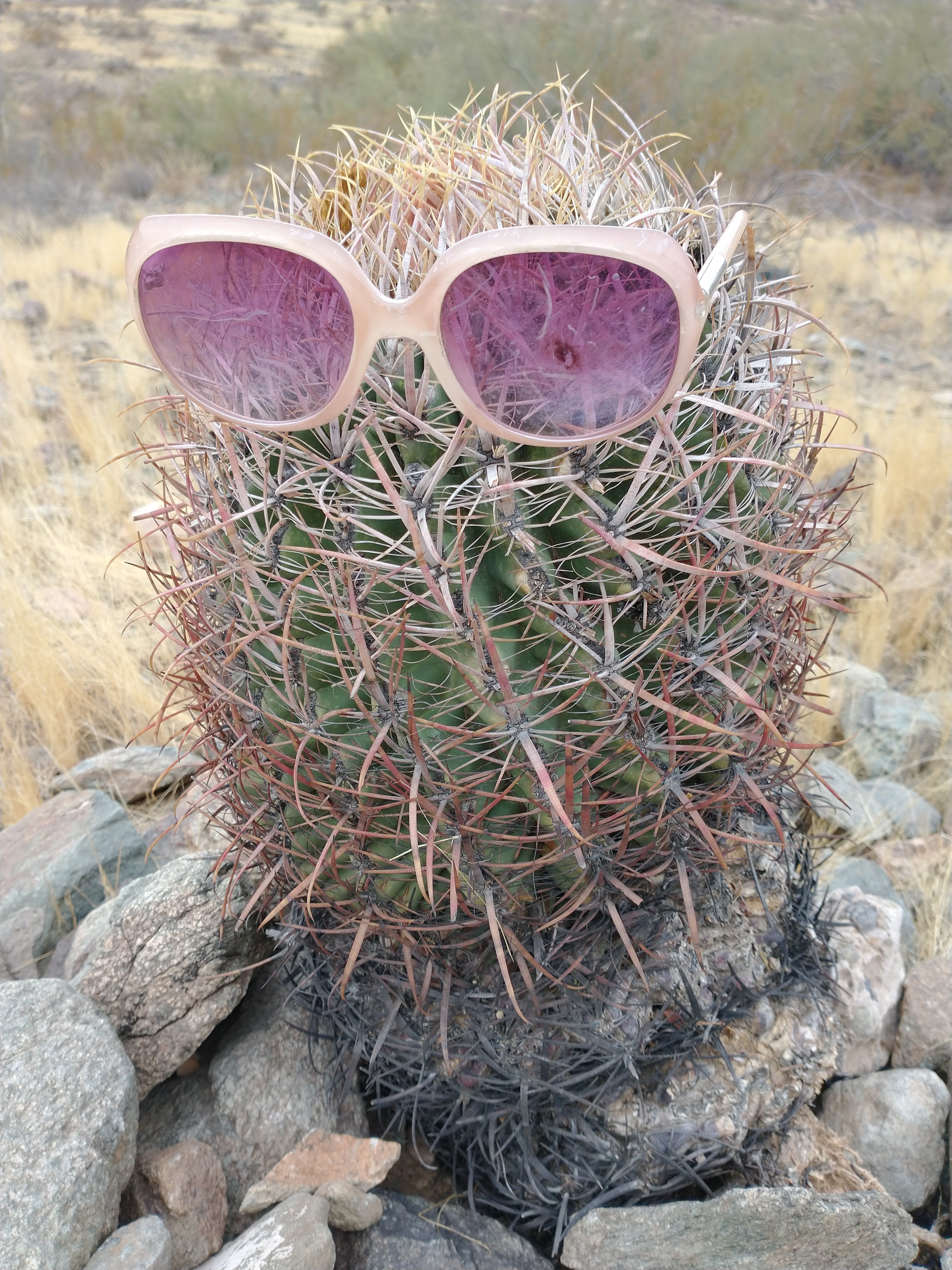 Arizona Cactus from Northern Park in Phoenix, AZ, wearing pink sunglasses